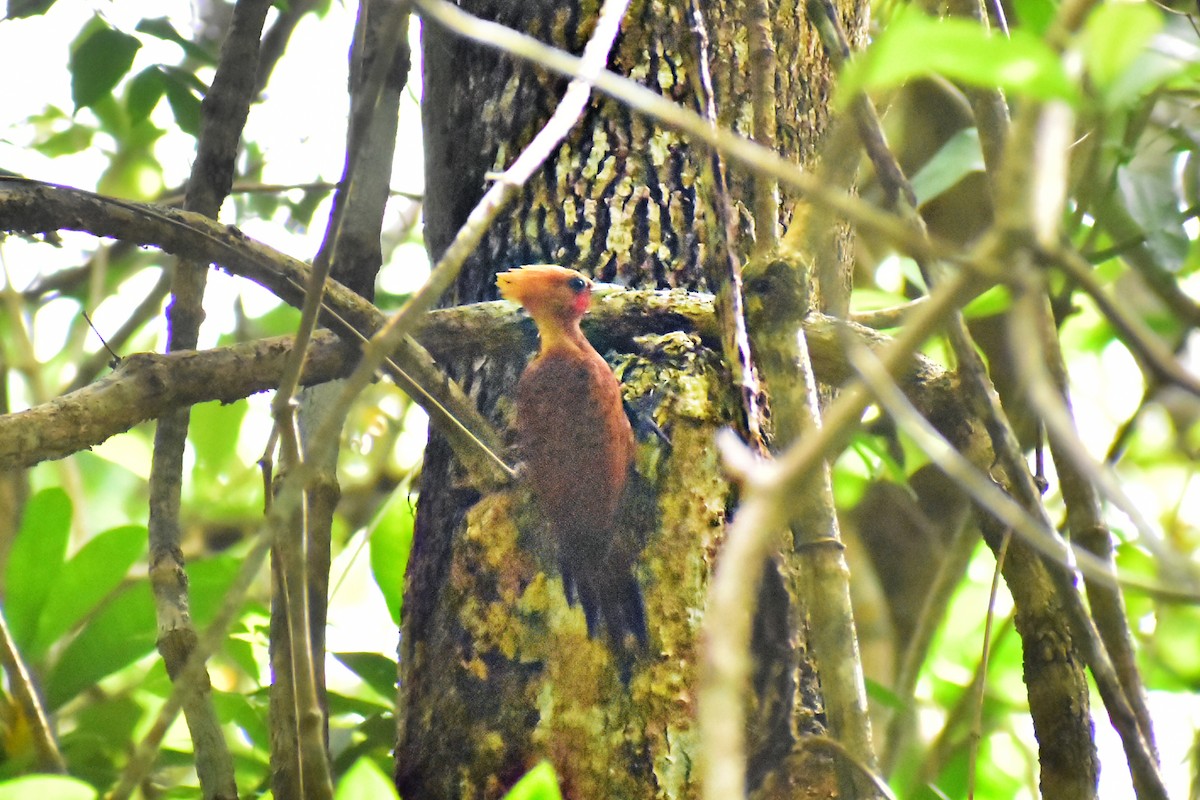 Chestnut-colored Woodpecker - ML620553293