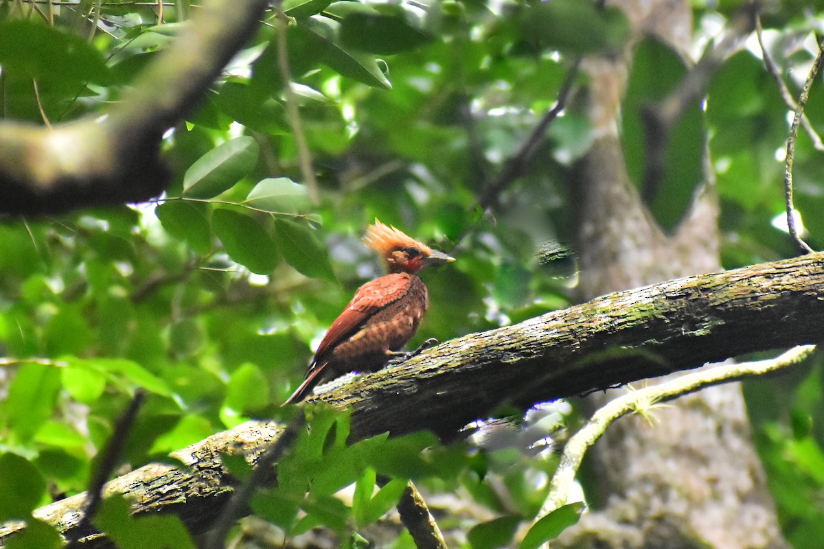 Chestnut-colored Woodpecker - ML620553294