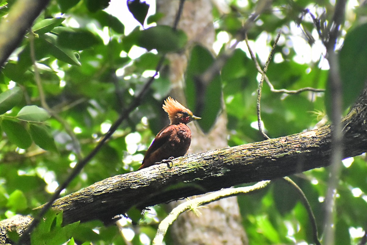 Chestnut-colored Woodpecker - ML620553295
