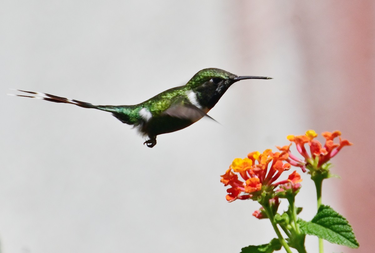 Colibrí de Dupont - ML620553304