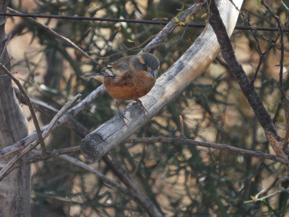 Cinnamon Warbling Finch - Más Aves