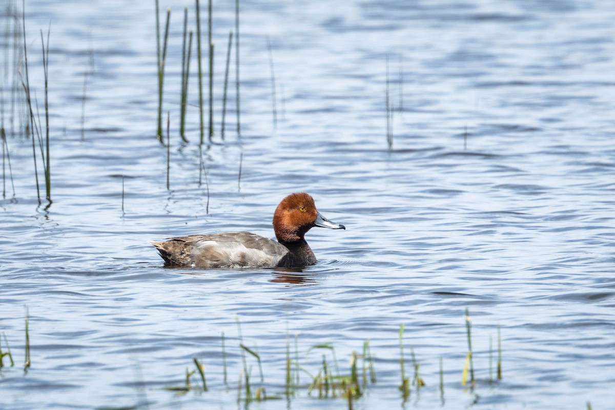 Redhead - ML620553325