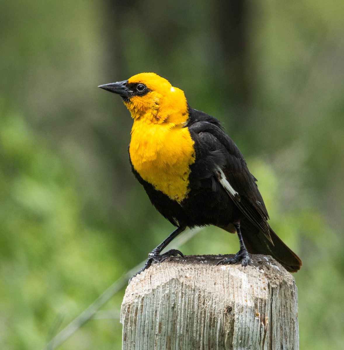 Yellow-headed Blackbird - ML620553329