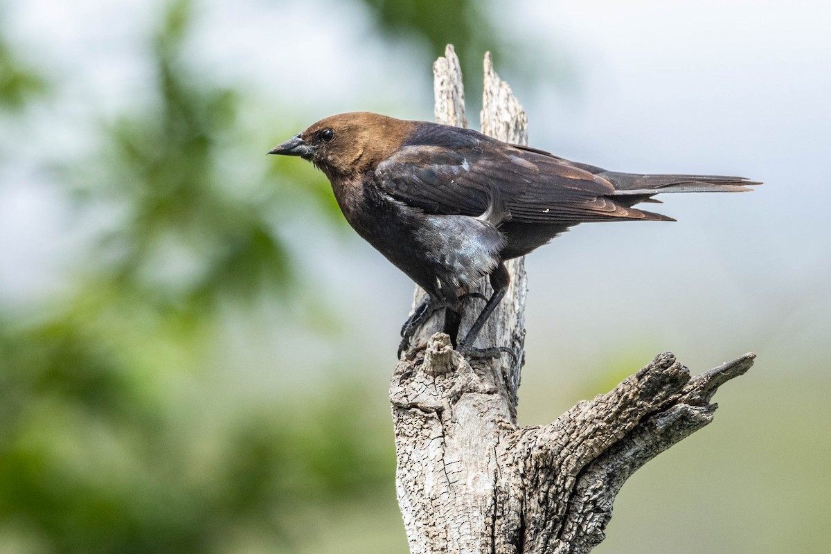 Brown-headed Cowbird - Jonathan Ley