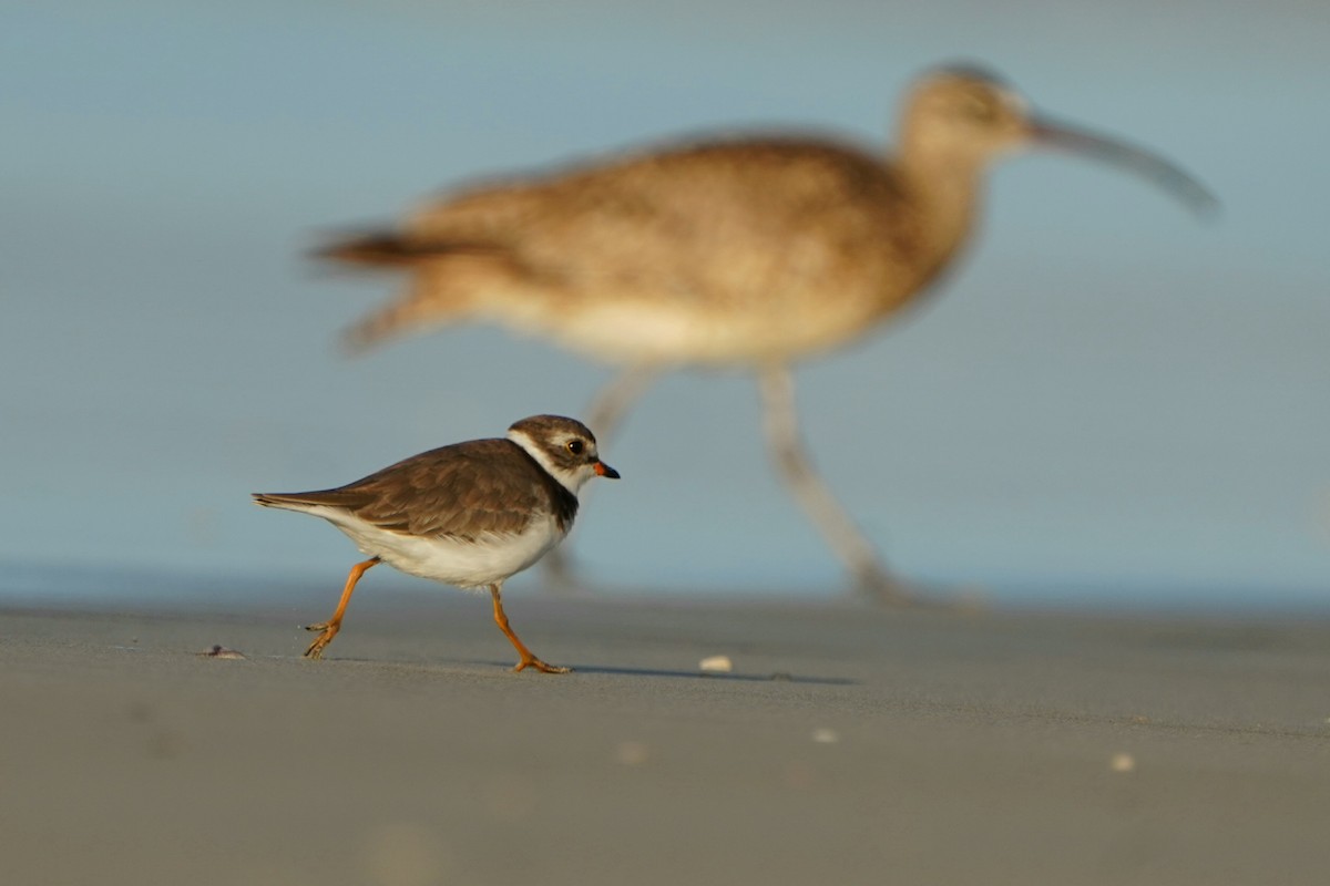 Semipalmated Plover - ML620553348