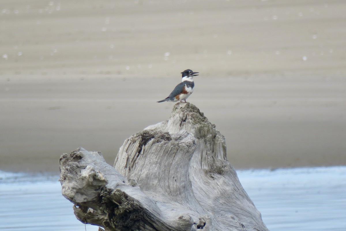 Belted Kingfisher - ML620553351