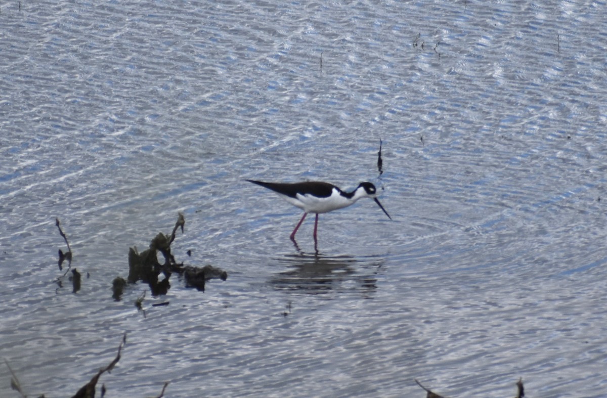 Black-necked Stilt - ML620553358