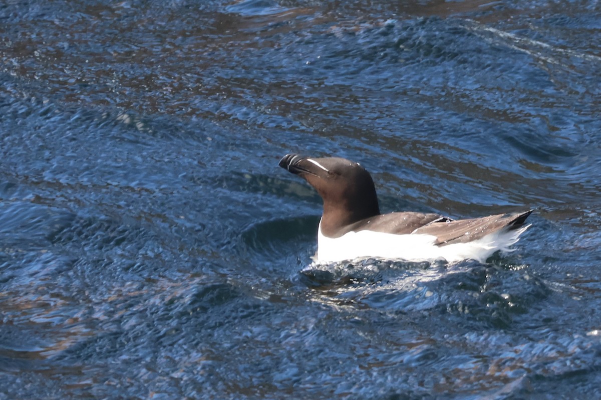 Razorbill - ML620553362