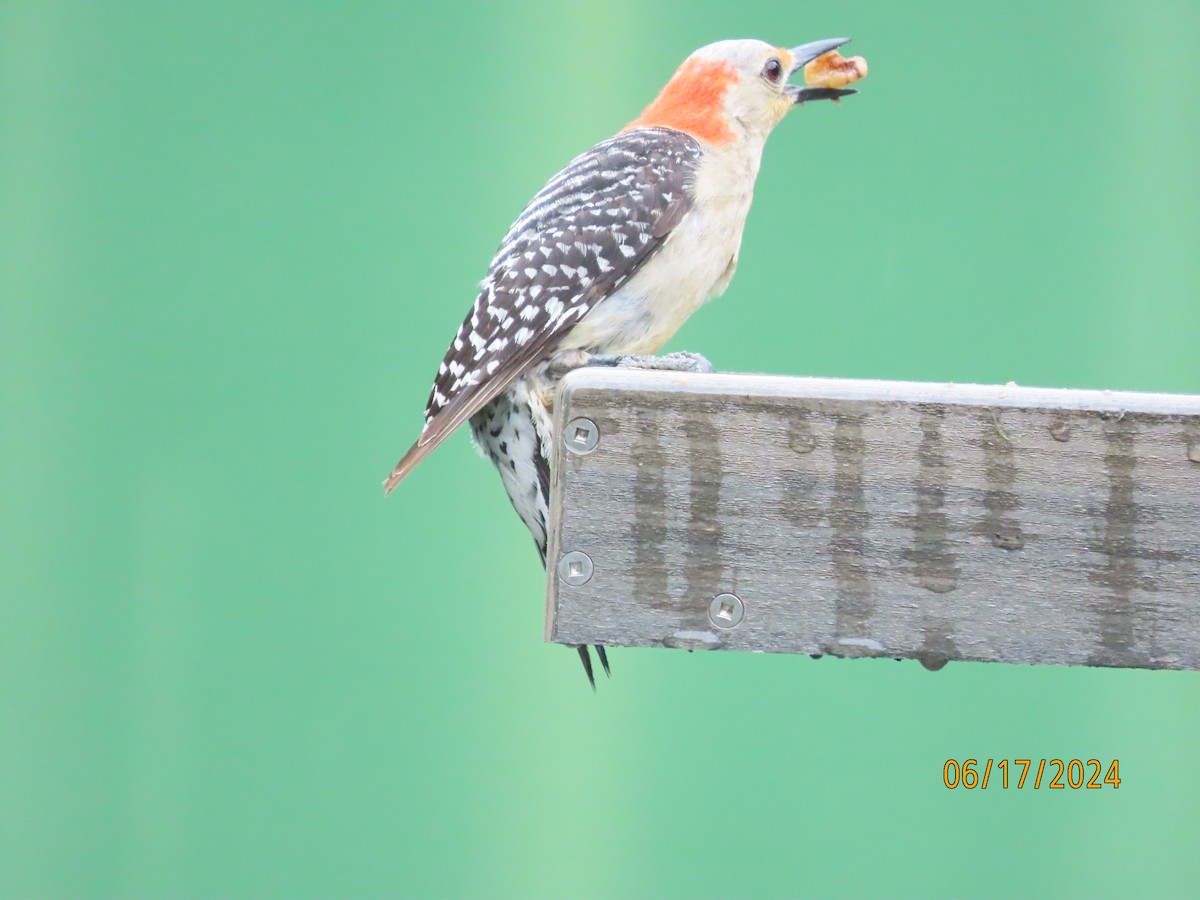 Red-bellied Woodpecker - ML620553372