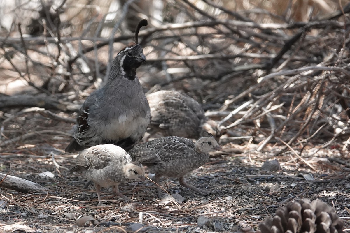 Gambel's Quail - ML620553405