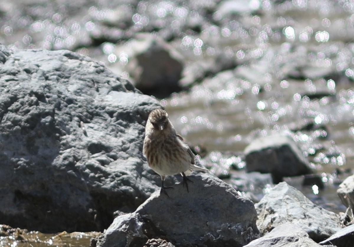 Pardillo Piquigualdo - ML620553436