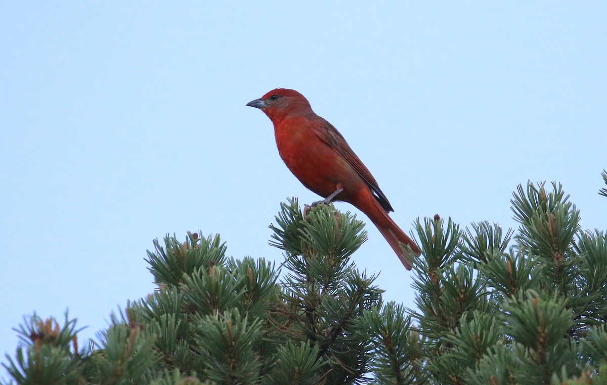 Hepatic Tanager - ML620553438