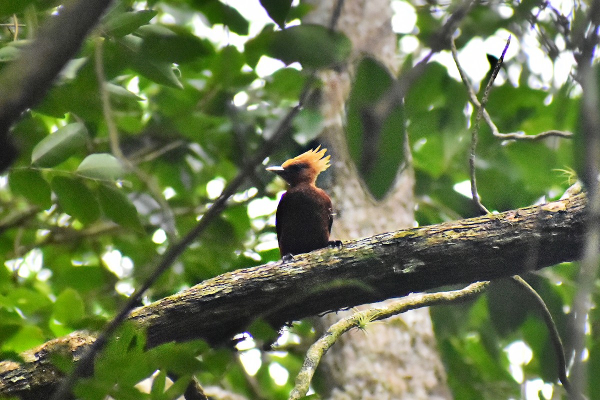 Chestnut-colored Woodpecker - ML620553443