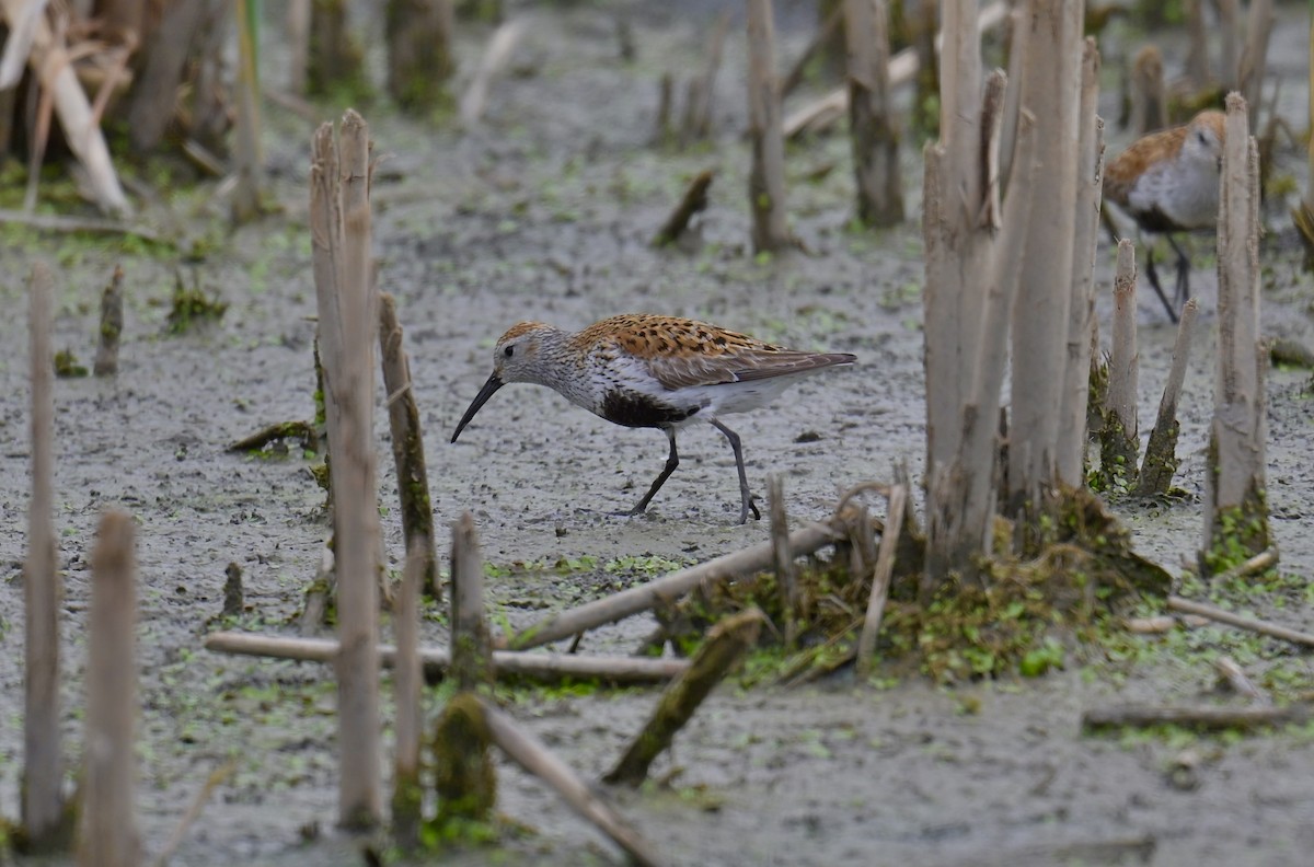 Dunlin - ML620553447