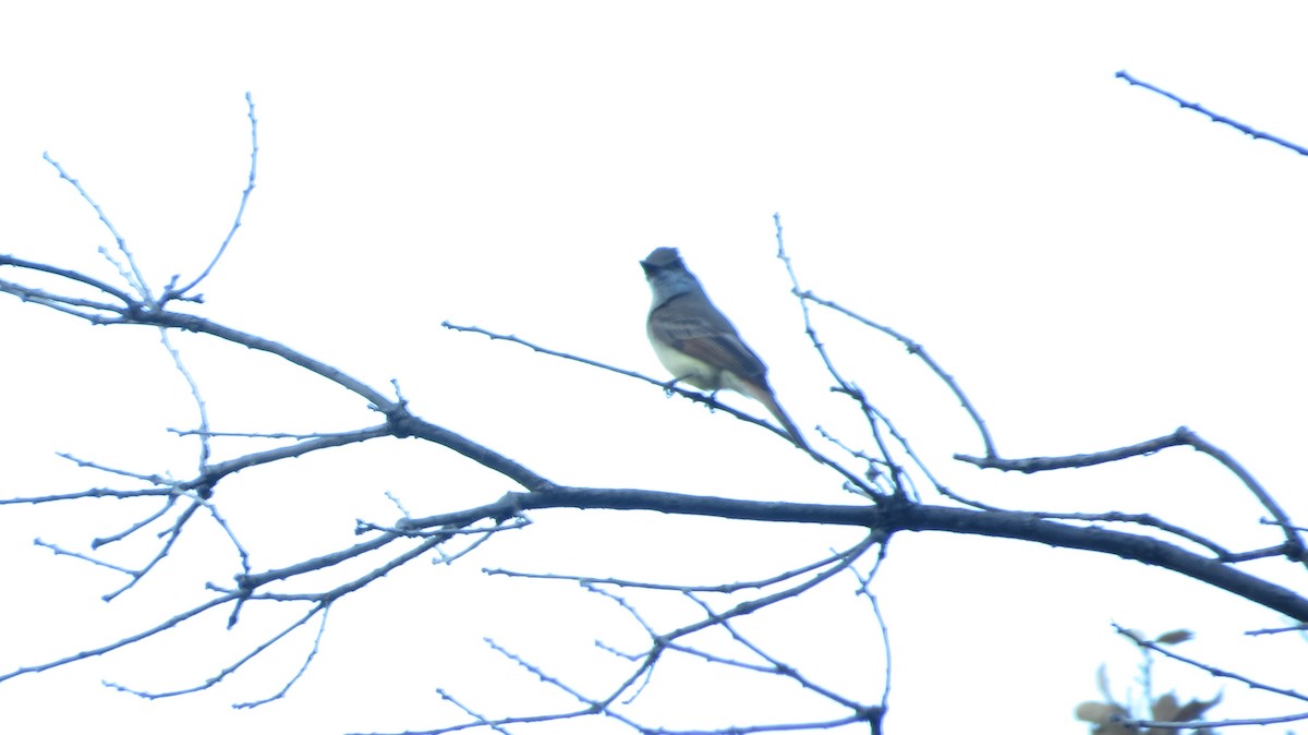 Dusky-capped Flycatcher - ML620553482