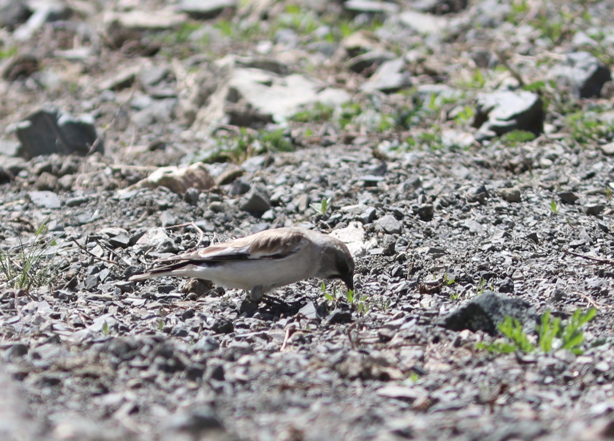 White-winged Snowfinch - ML620553486