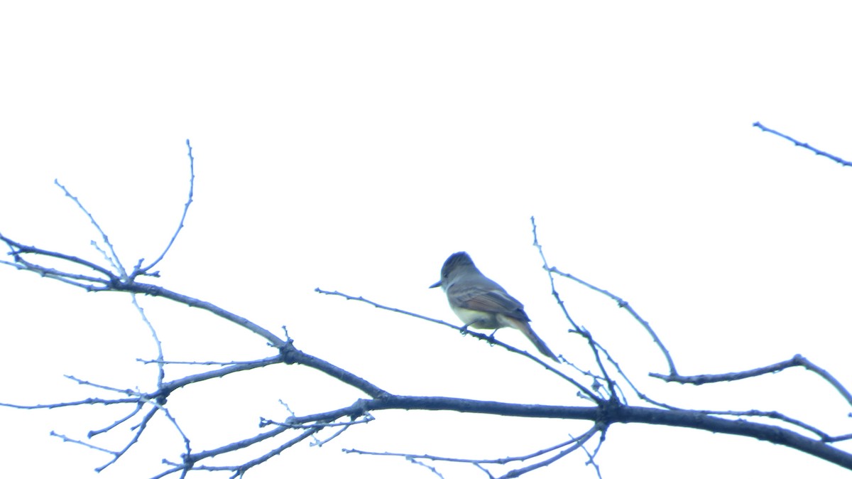 Dusky-capped Flycatcher - ML620553488