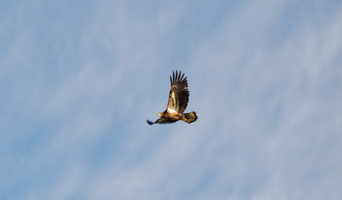 Bald Eagle - ML620553490