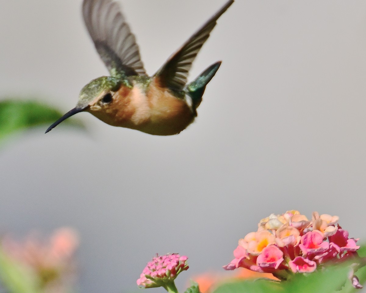 Blaukehl-Sternkolibri - ML620553492