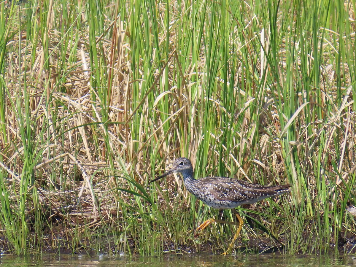 Greater Yellowlegs - ML620553516