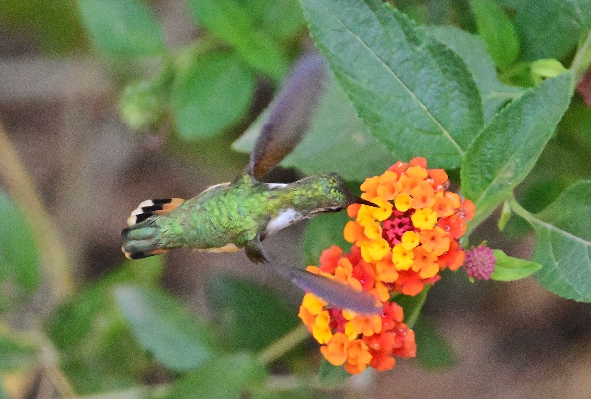 Bumblebee Hummingbird - ML620553525