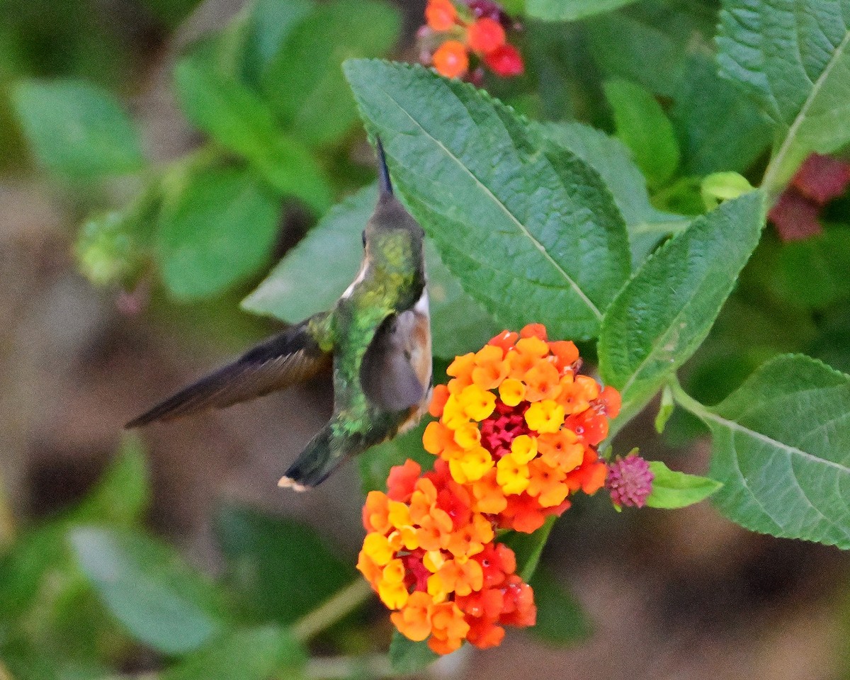 Bumblebee Hummingbird - ML620553526