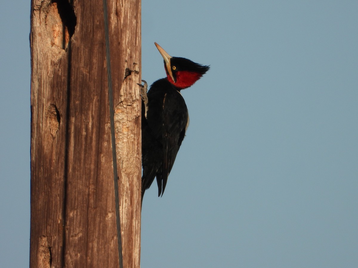 Cream-backed Woodpecker - Más Aves