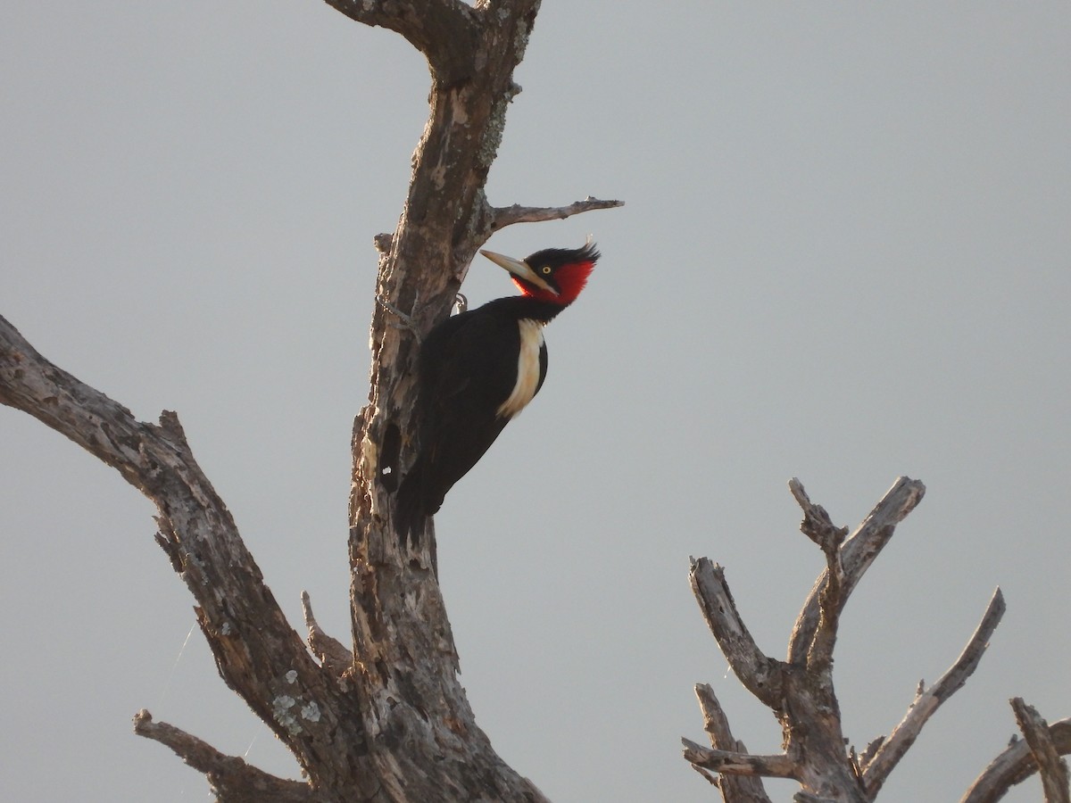 Cream-backed Woodpecker - ML620553540