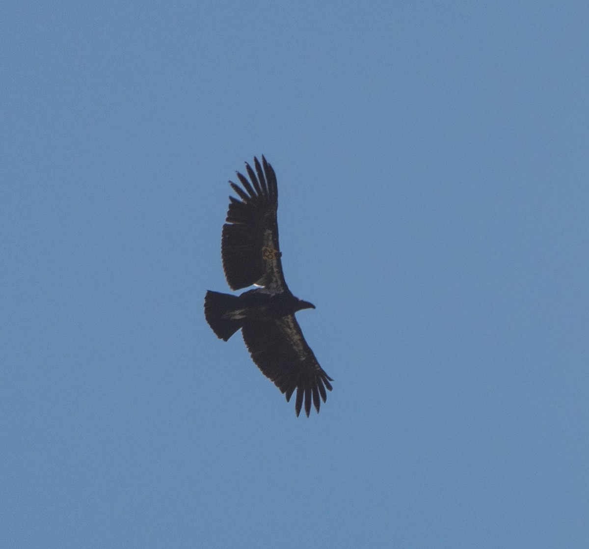 California Condor - ML620553556