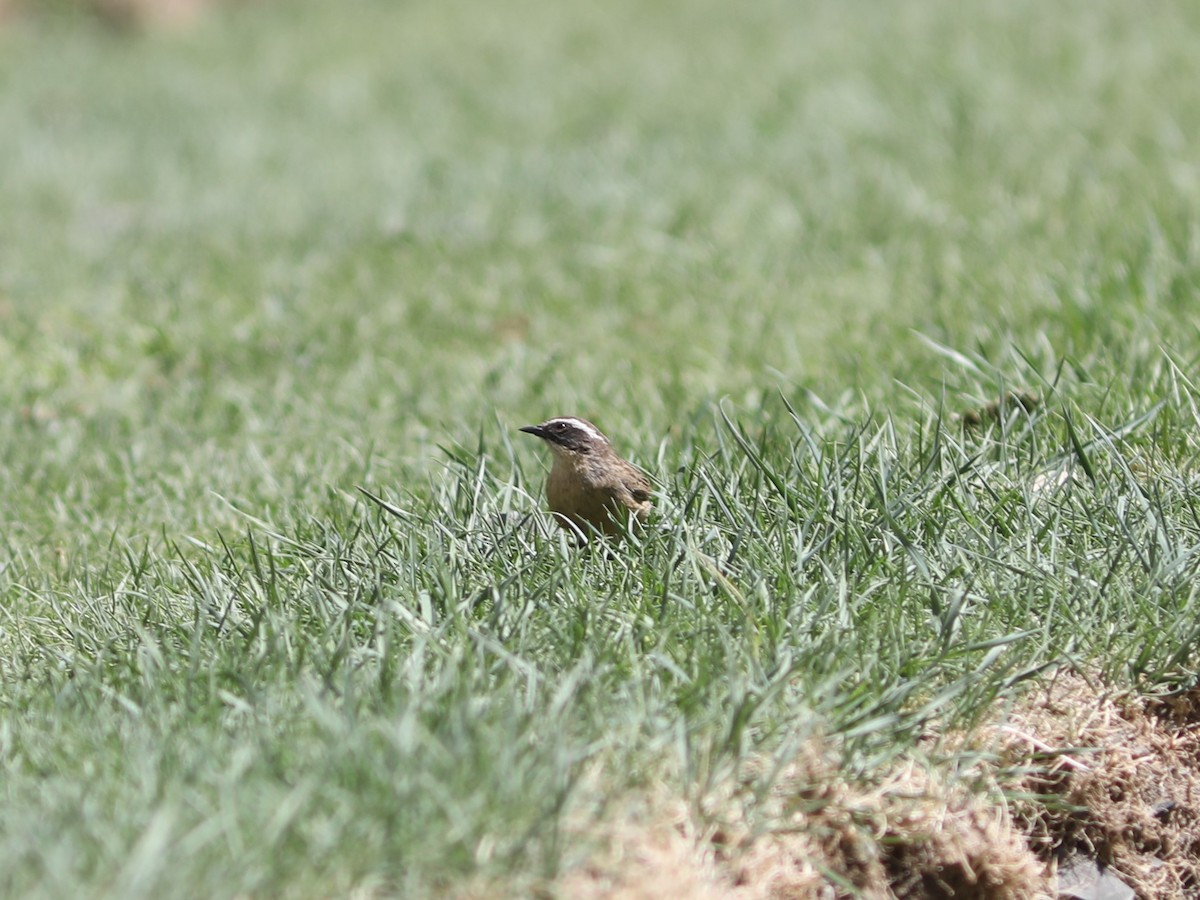 Brown Accentor - ML620553561