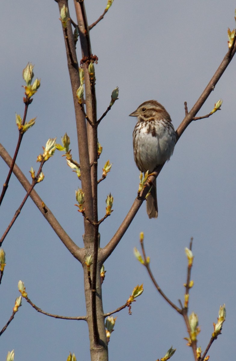 Song Sparrow - ML620553565