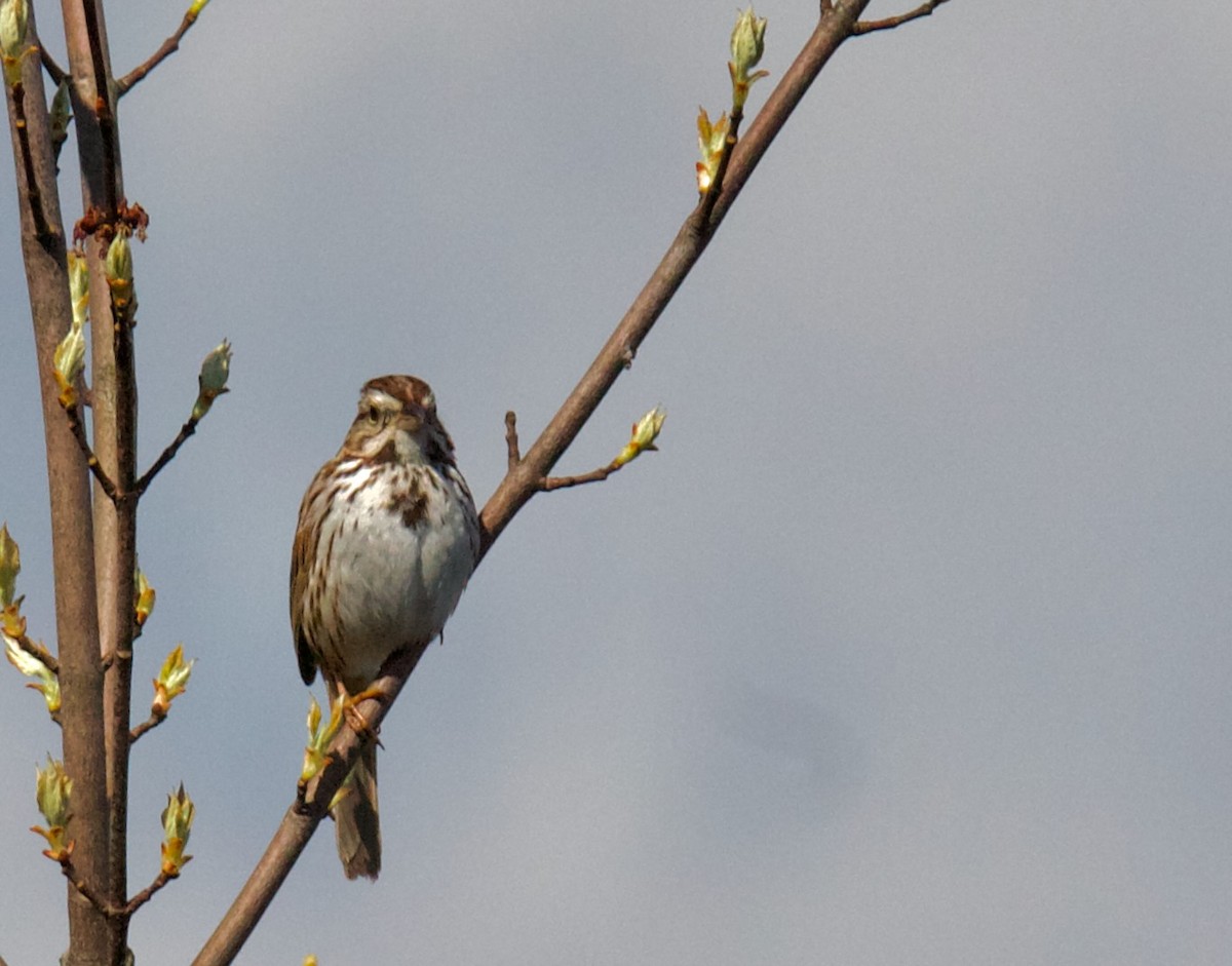 Song Sparrow - ML620553566