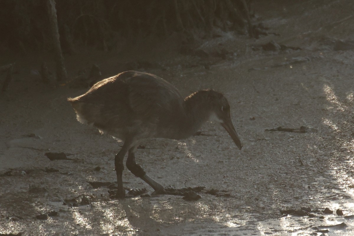 Clapper Rail - ML620553572