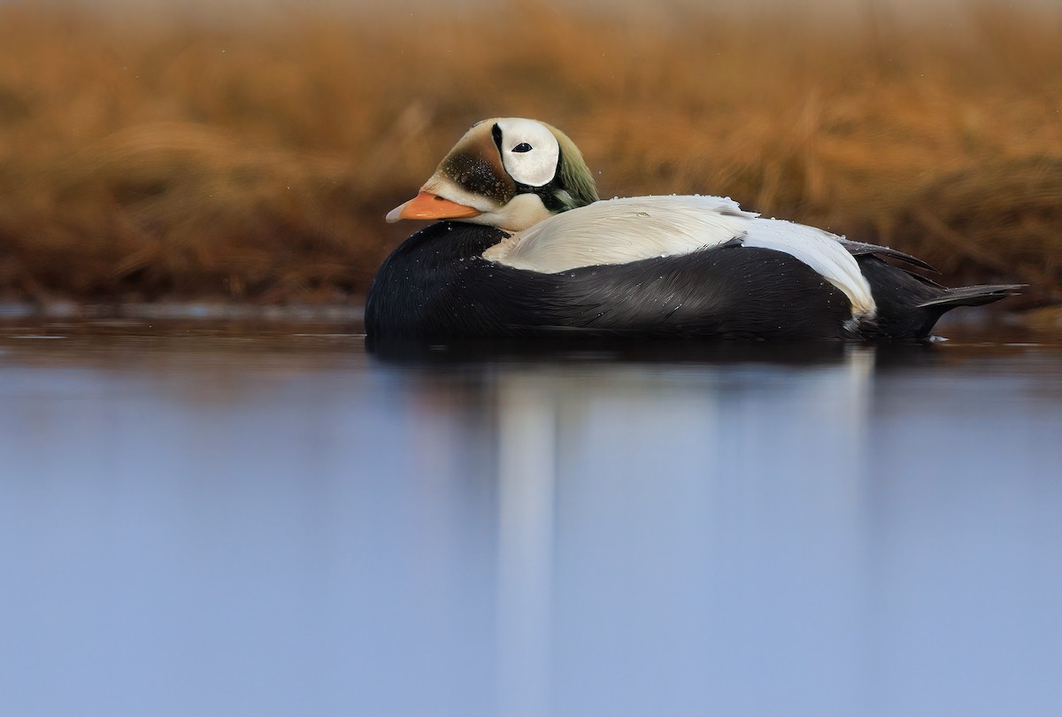 Spectacled Eider - ML620553580