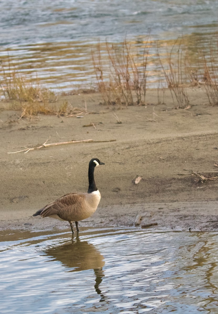 Canada Goose - ML620553584