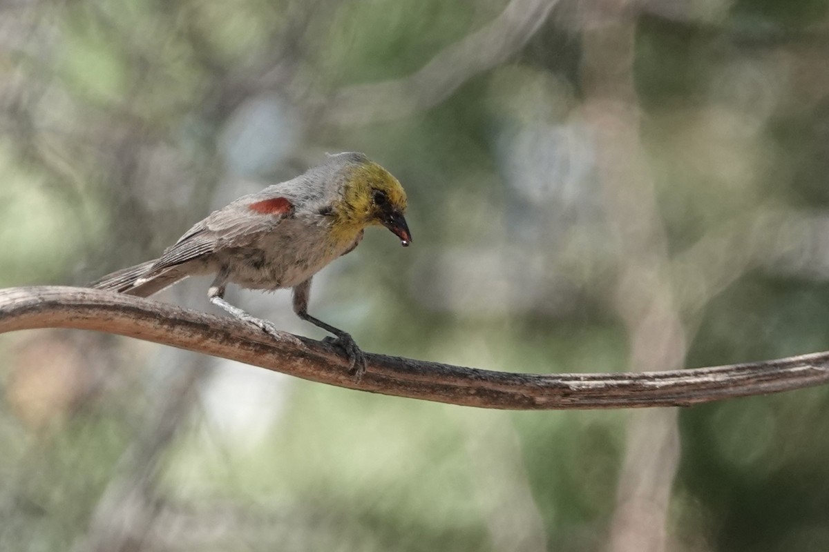 Pájaro Moscón Baloncito - ML620553588