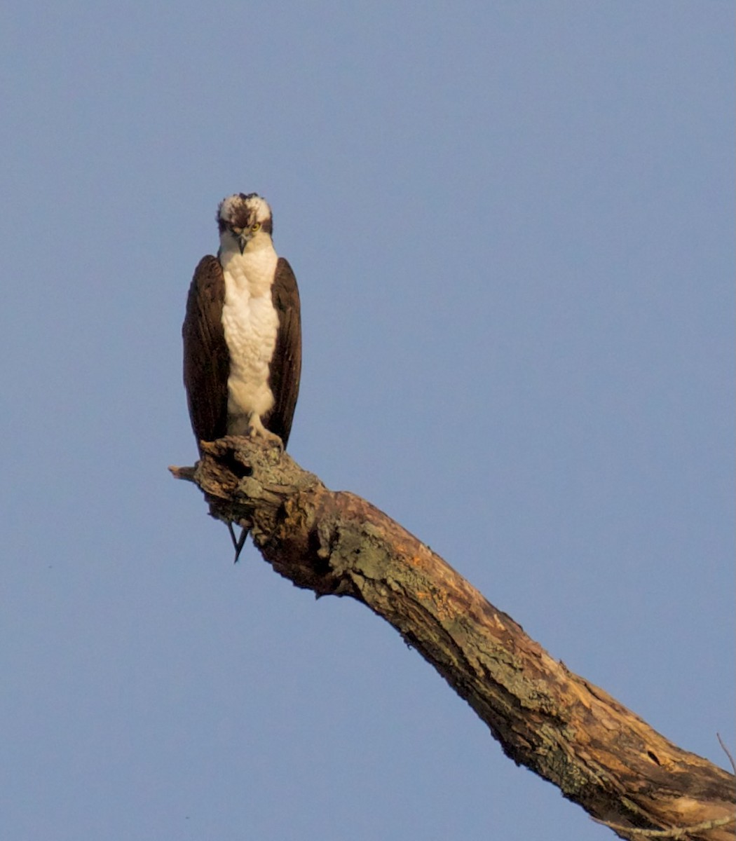 Osprey - ML620553591