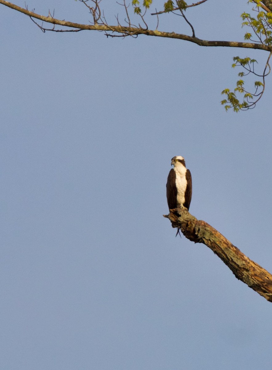 Balbuzard pêcheur - ML620553592