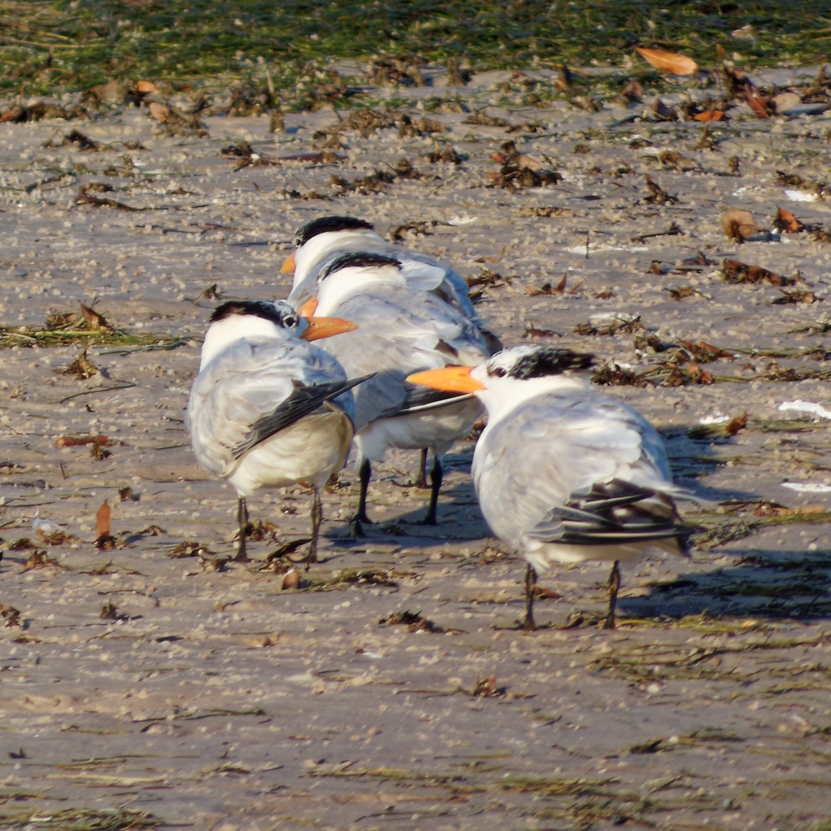 Royal Tern - 4paul bird