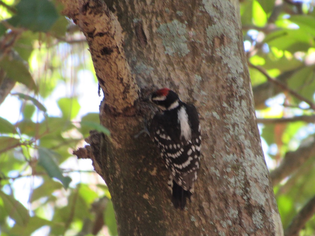 Downy Woodpecker - ML620553605