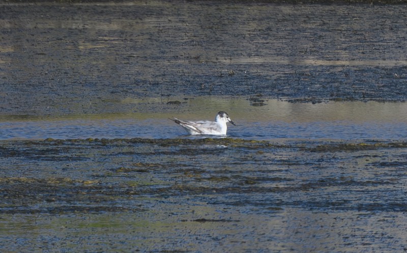 Bonaparte's Gull - Joshua Greenfield