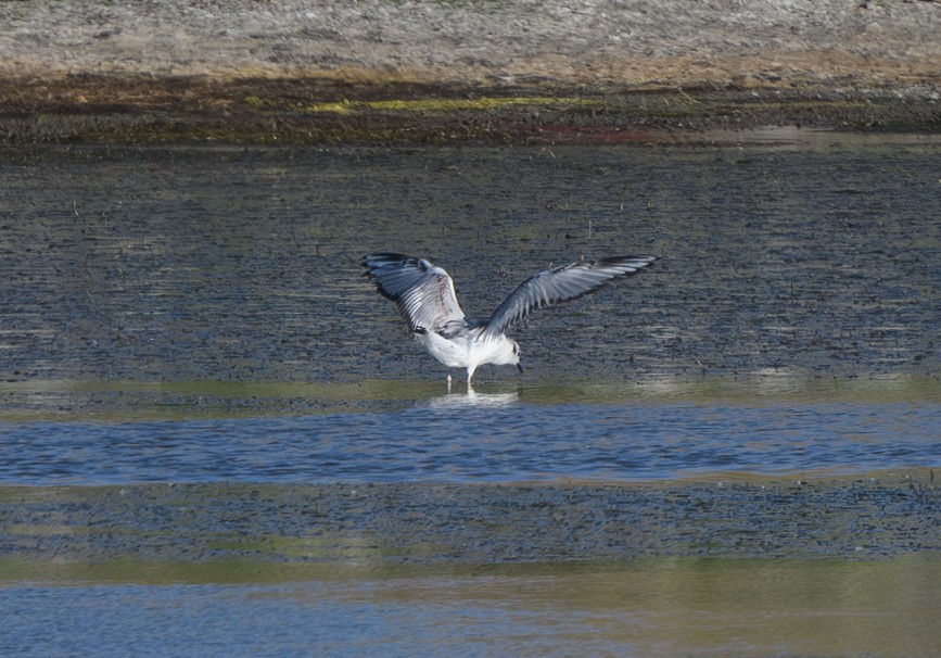 Bonaparte's Gull - ML620553608