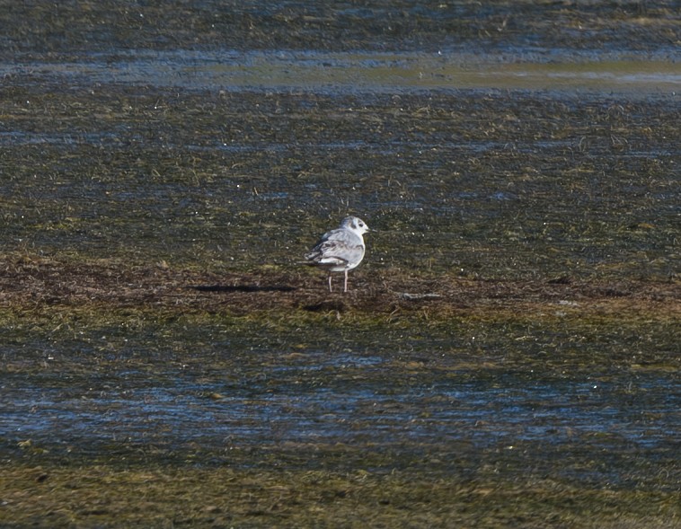 Bonaparte's Gull - ML620553609