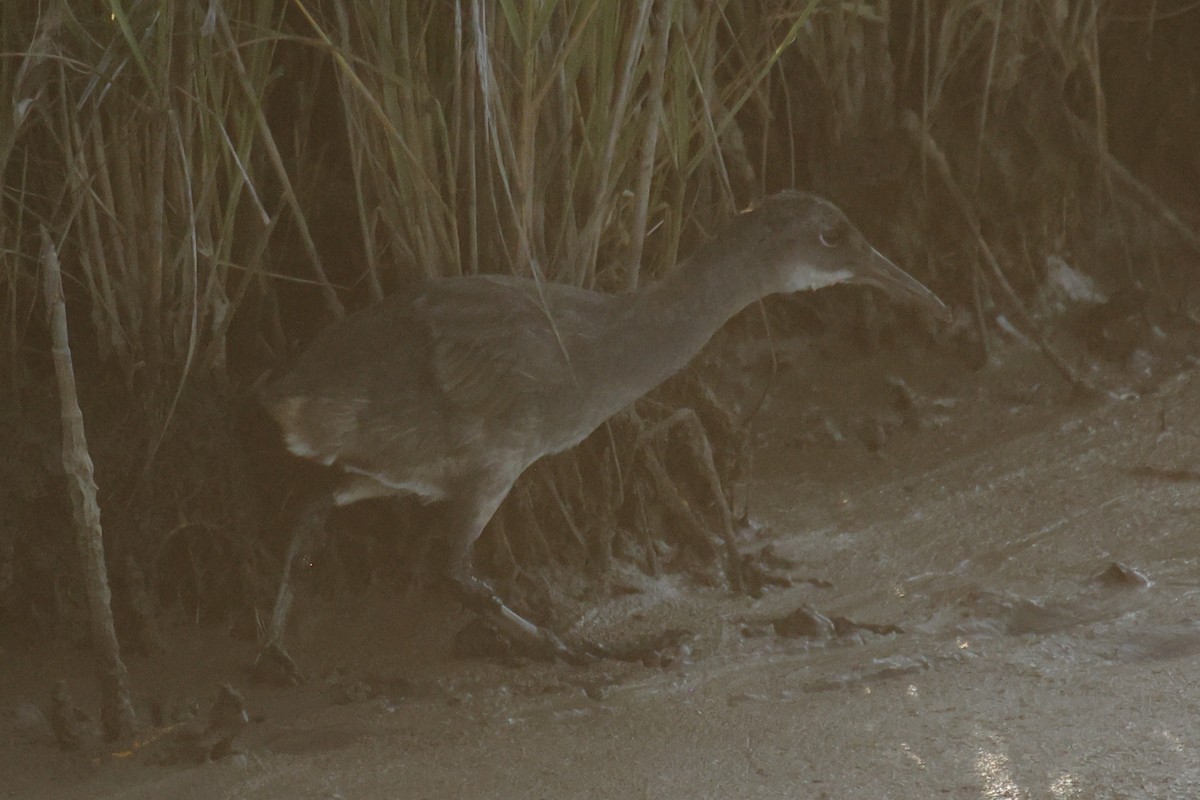 Clapper Rail - ML620553612