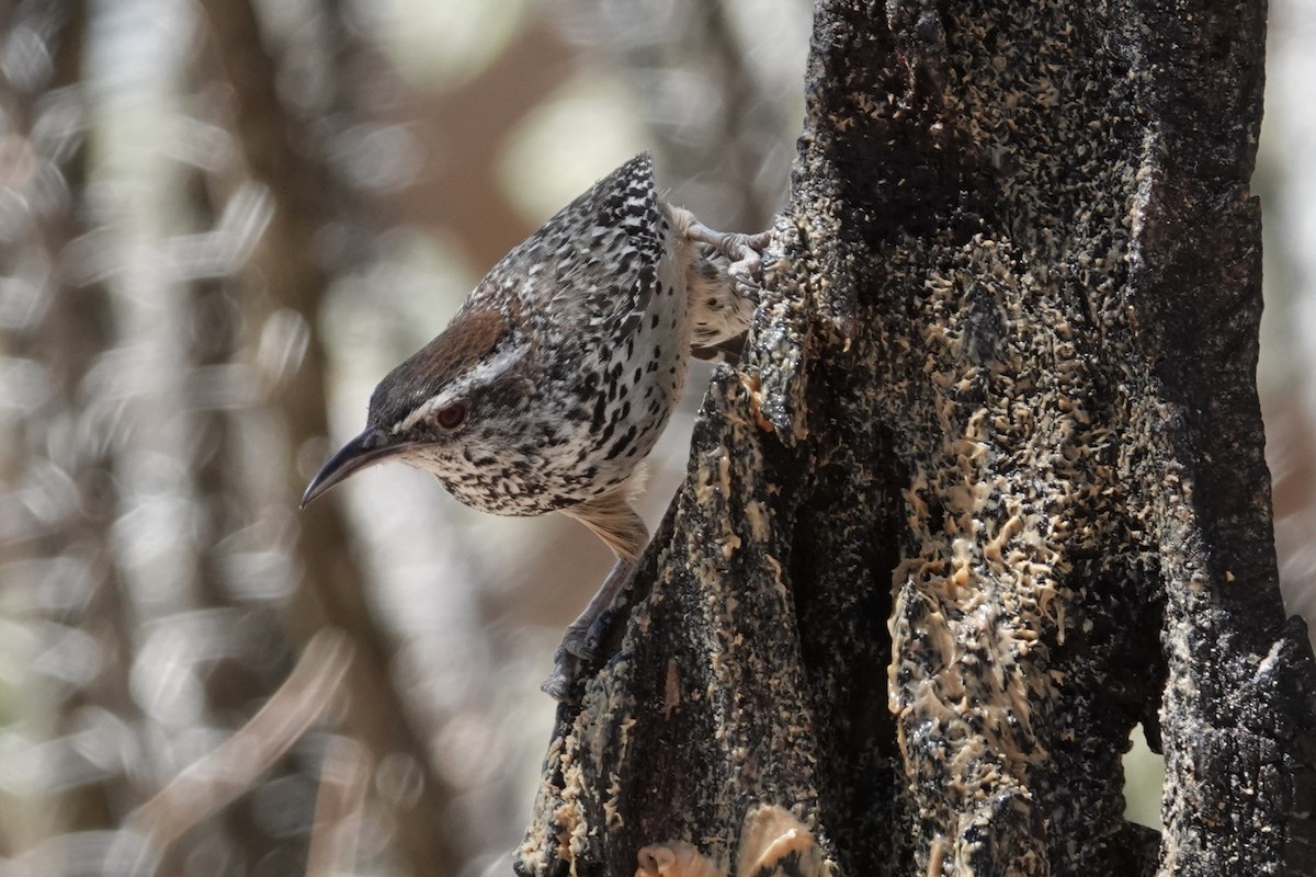 Cactus Wren - ML620553615