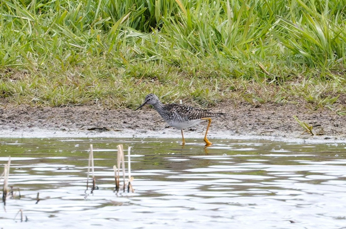 Lesser Yellowlegs - ML620553617