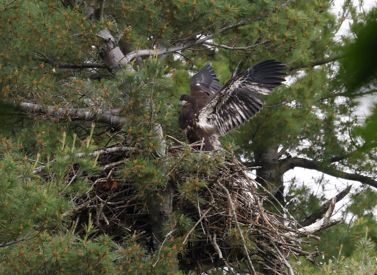 Weißkopf-Seeadler - ML620553621