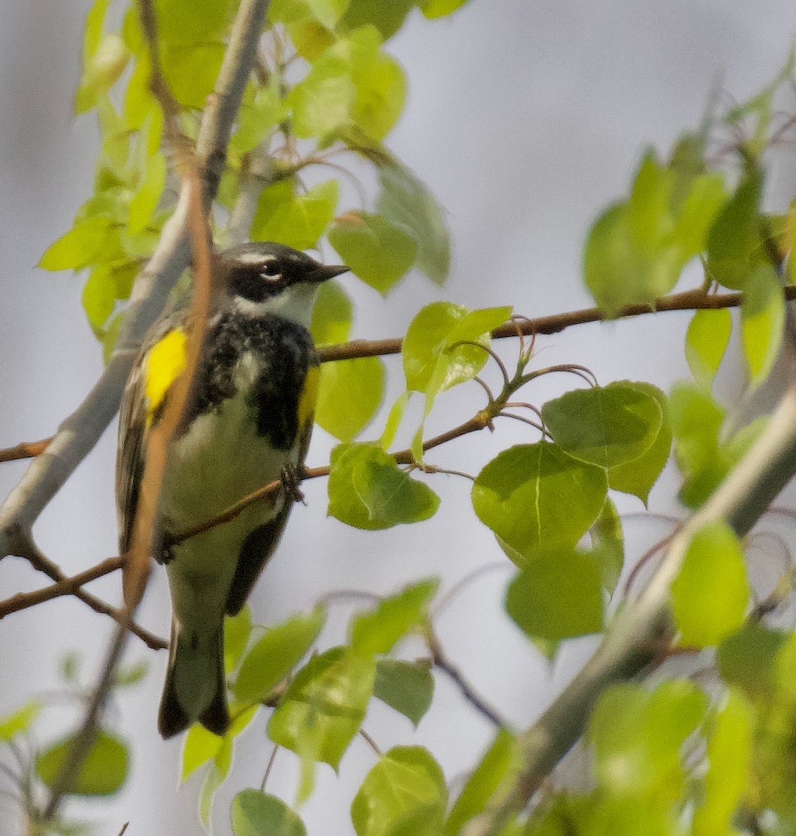 Yellow-rumped Warbler - ML620553624