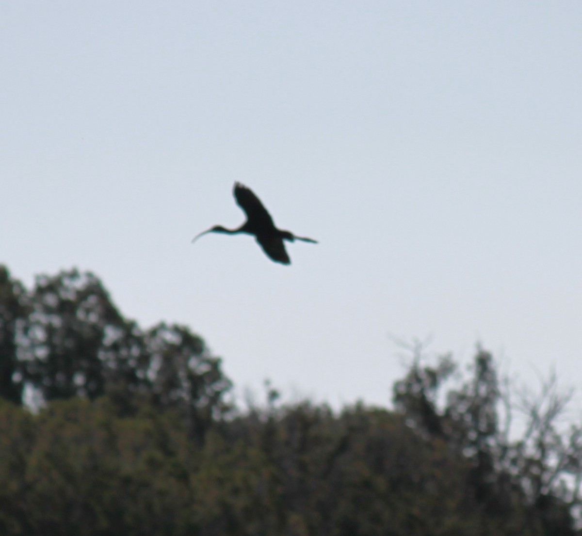 White-faced Ibis - ML620553636