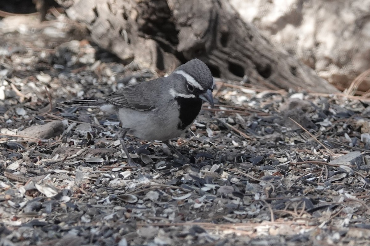 Black-throated Sparrow - ML620553655